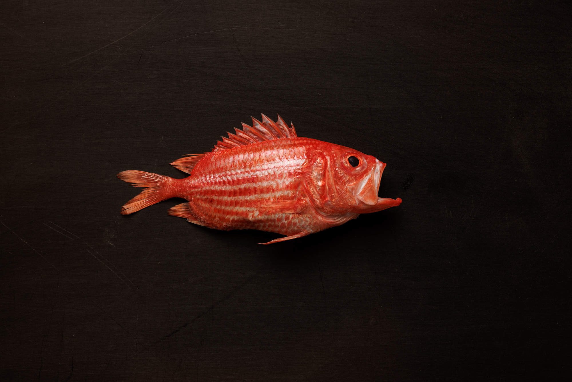 OMASAVA: Where Japanese Tradition Meets Modern Artistry