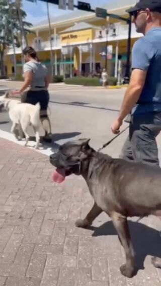 🐶 National Puppy Day had everyone out enjoying the sunshine- perfect weather for spending time with all these furry friends! How did you and your puppy celebrate? 🐕 #NationalPuppyDay